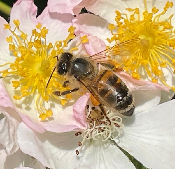 WhatsApp Image 2025 05 18 à 16.38.41 1a4efc90